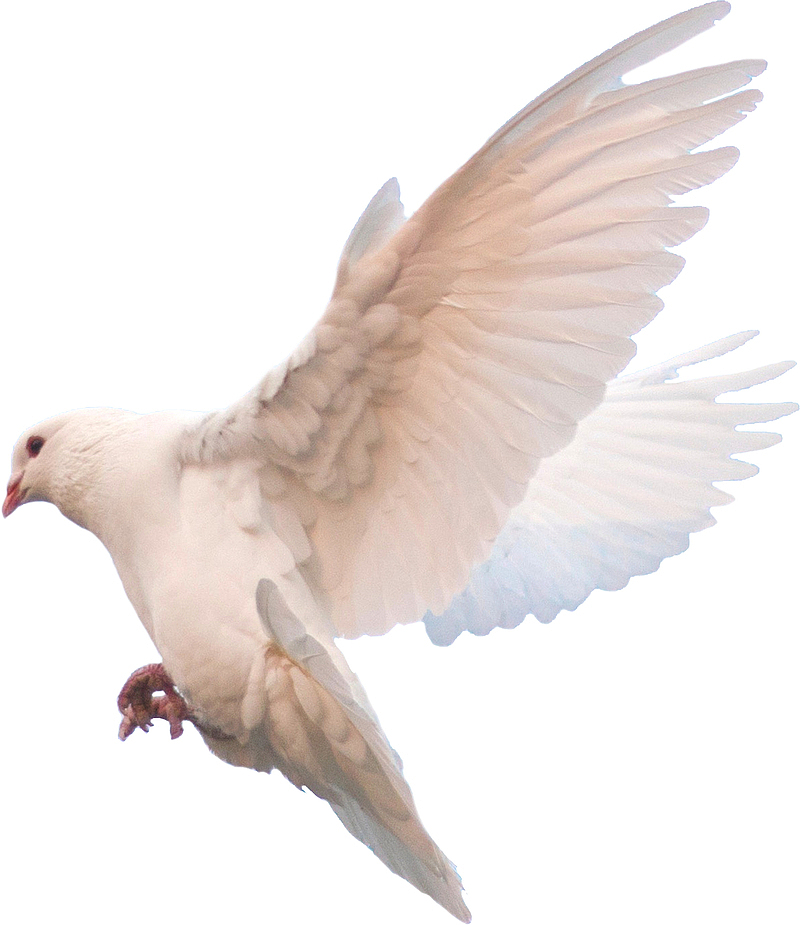 翱翔的白色的和平鸽