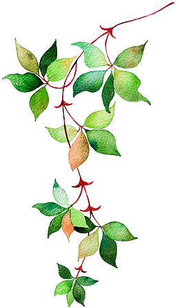 绿色植物手绘藤蔓