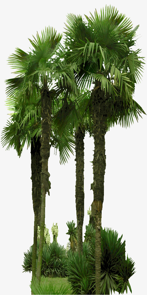 棕榈2免扣素材