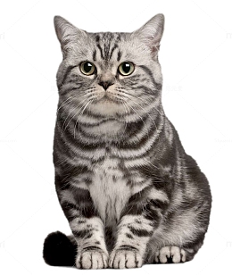 狸花猫可爱猫咪