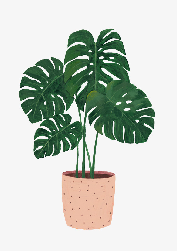 手绘盆栽龟背竹