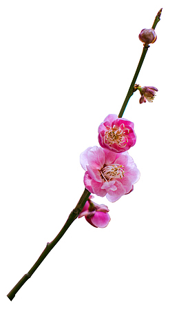 一枝梅梅花素材