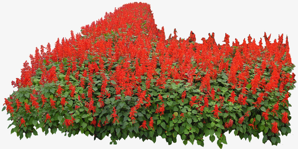 一串红免扣素材