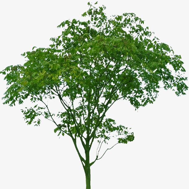 无患子3免扣素材