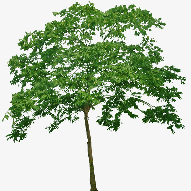 无患子2免扣素材