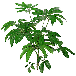 鸭脚木免扣素材3