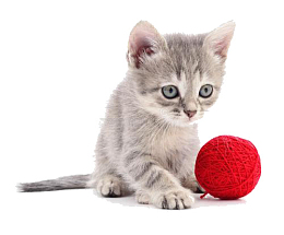 猫咪玩毛线球