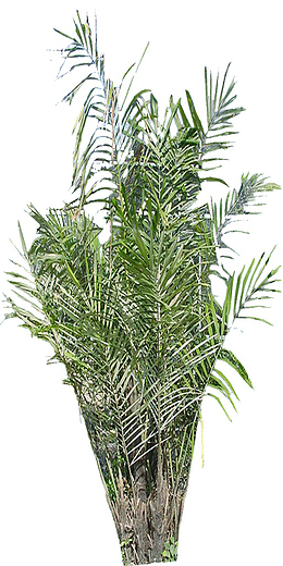 山棕树免扣素材1