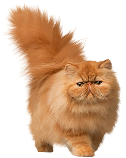 猫波斯猫黄色的猫