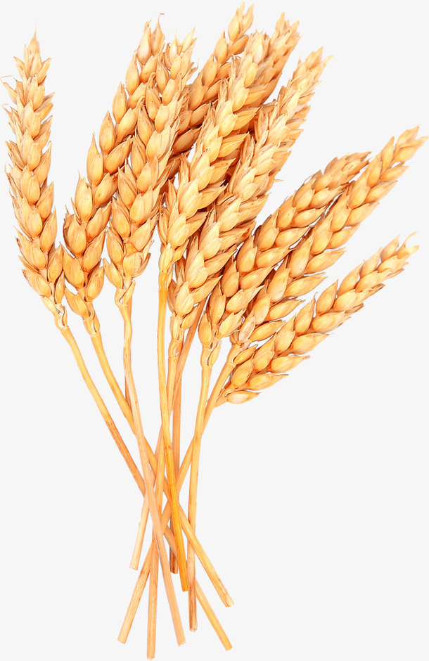 麦穗png免扣素材金黄