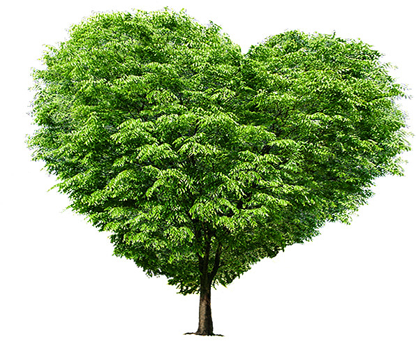 心形的树  绿树 春天