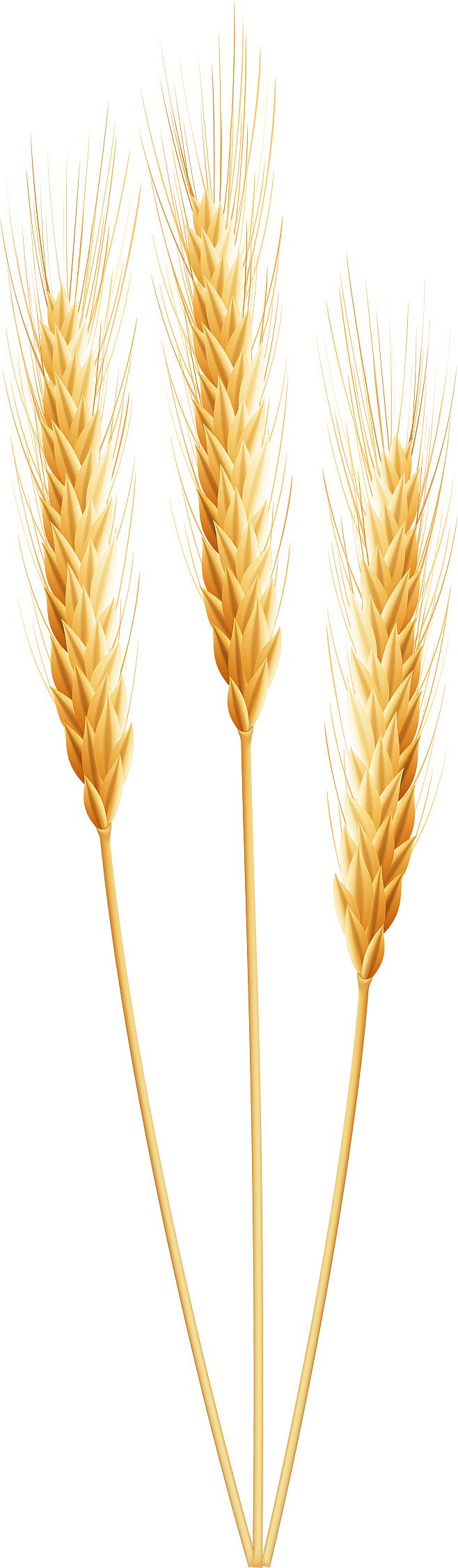麦穗，png素材金黄