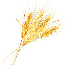 稻谷谷穗,稻穗png素材免扣