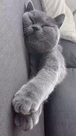 小猫咪 手机壁纸