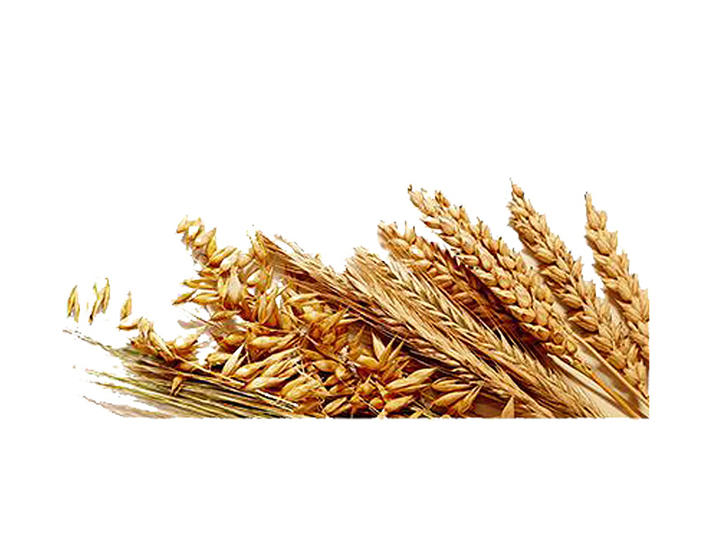 丰收季节稻谷稻子麦穗
