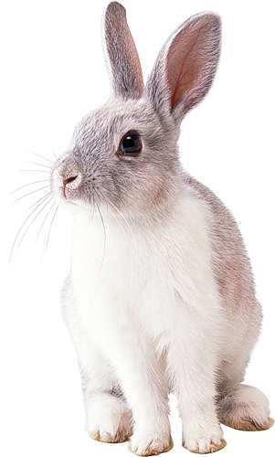 棕白色的小兔子