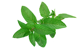薄荷 草本植物 绿叶