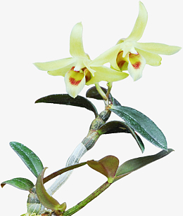 石斛木桩盆栽素材免费下载_觅元素