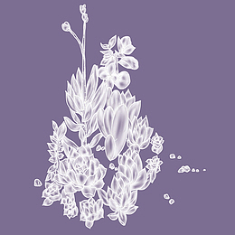 图案设计彩印花边A139