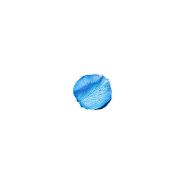 蓝色一片玫瑰花瓣