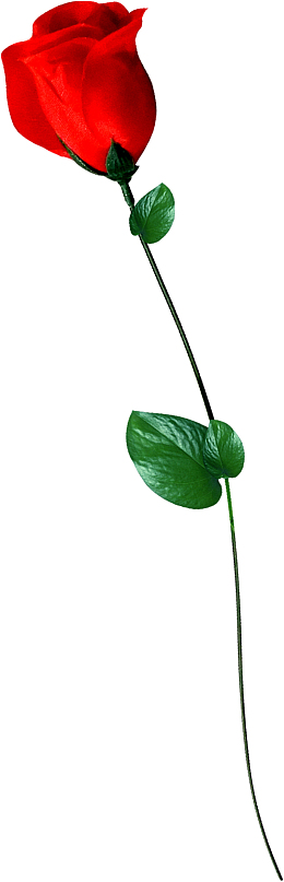一支红色的玫瑰花