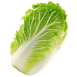 新鲜的大白菜
