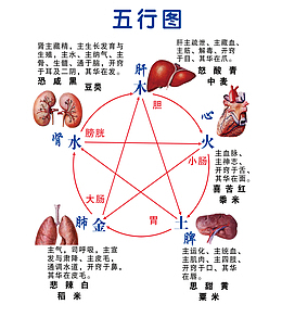 五行图，肾主藏精，肝主疏泄，
