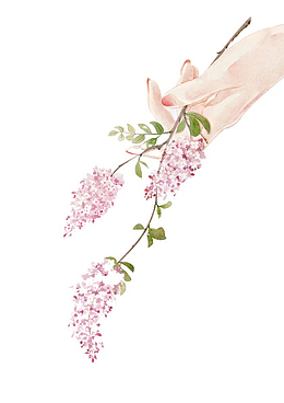 华枝春满 紫藤 花藤