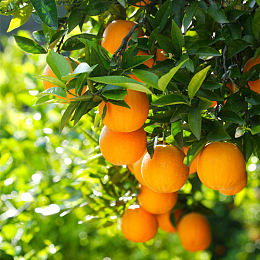 树，橙子，绿色，收获