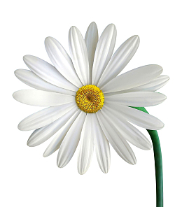 白色菊花洋甘菊