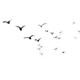 燕子，飞行，整齐，装饰