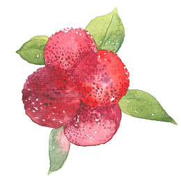 水彩杨梅素材