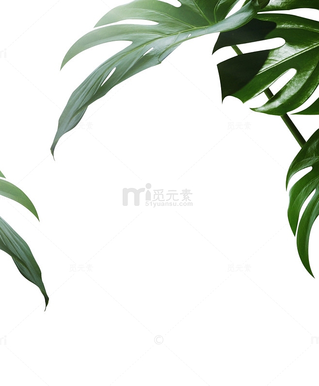 热带绿叶装饰元素