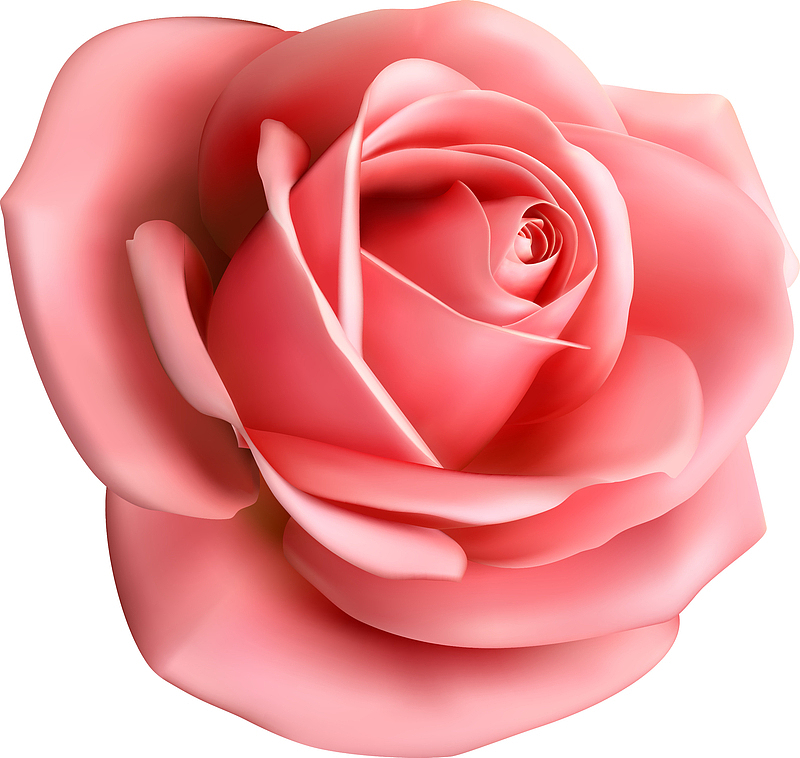 一朵大玫瑰花