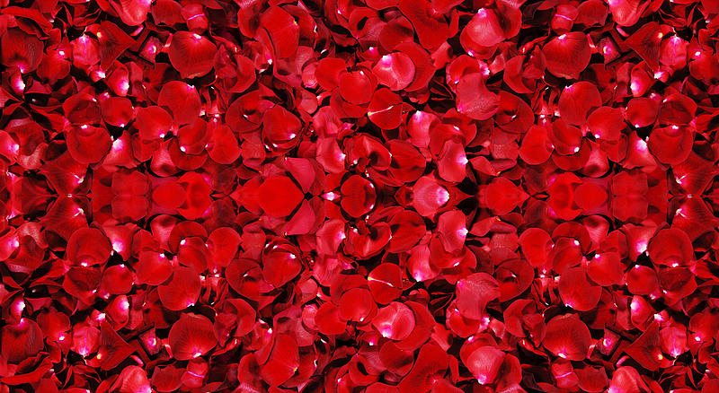玫瑰花瓣红色背景