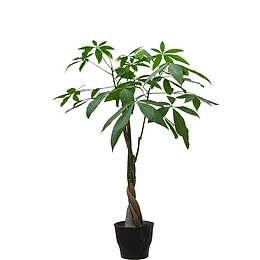 发财树，叶，盆，装饰-1