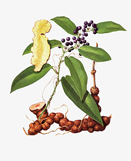 茯苓土茯苓手绘