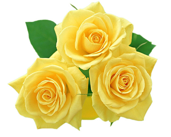 靓丽黄玫瑰美好