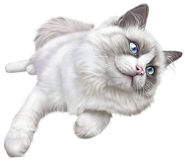 白色撒娇宠物猫可爱