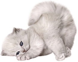 白色撒娇宠物猫
