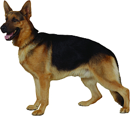 大狼狗德国牧羊犬宠物