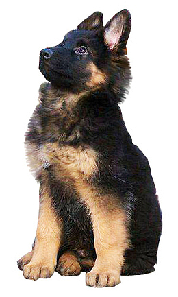 宠物大狼狗德国牧羊犬