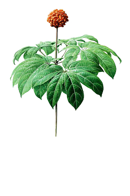 三七 田七 超好看的田七