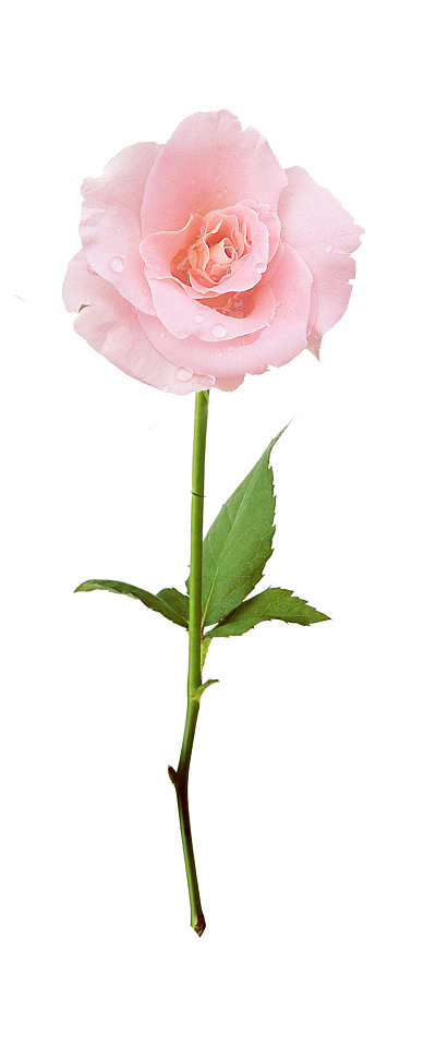 单支玫瑰花情人节素材清新