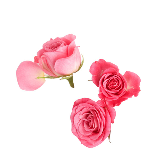 唯美一簇粉玫瑰清新情人节素材