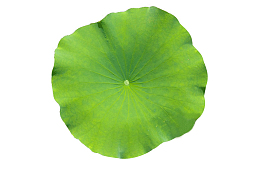 碧绿荷叶免扣