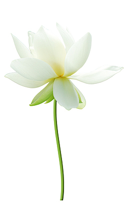 一支盛开的白莲花