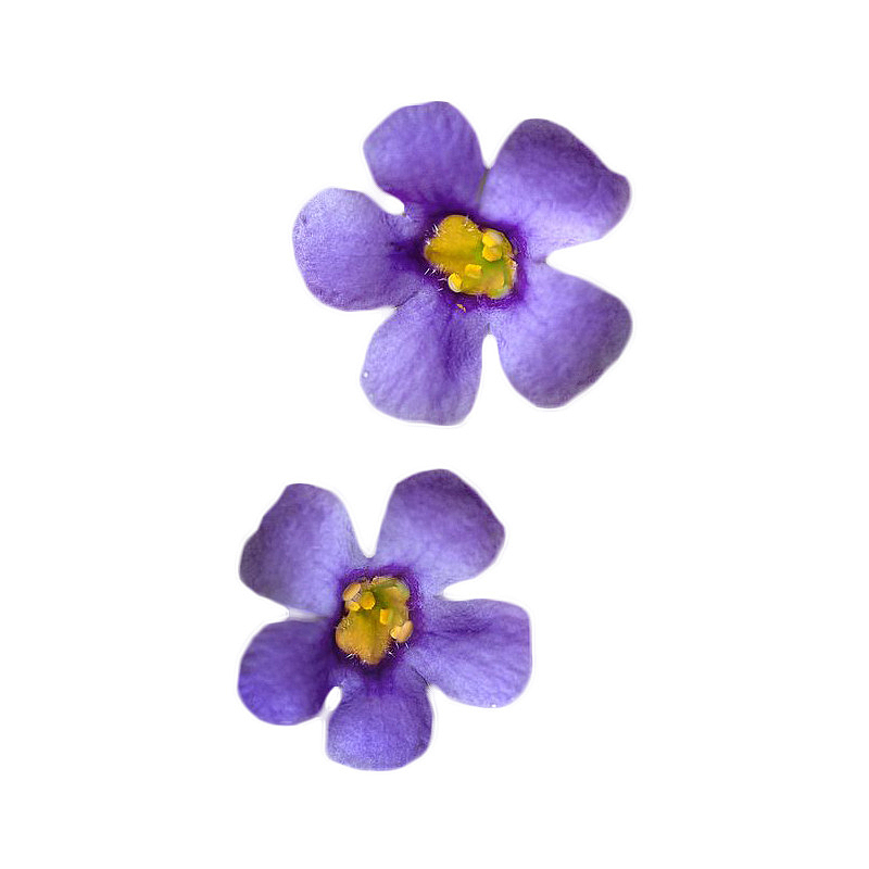 紫色小花元素