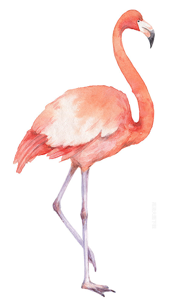 粉红色的火烈鸟手绘的