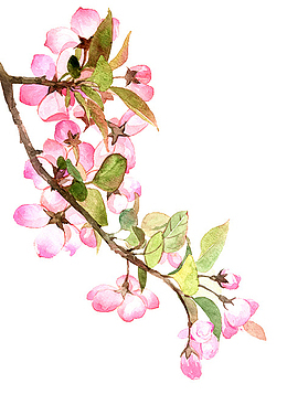 一直手绘的桃花